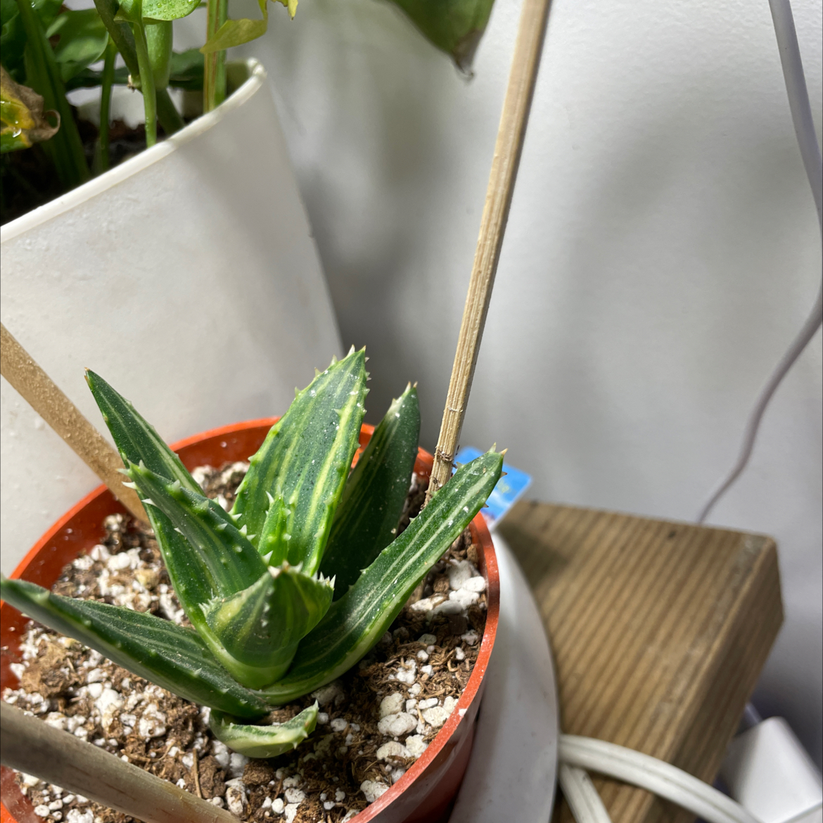 Photo of the plant species Variegated Aloe Nobilis by @CalitoCarolina named 7 on Greg, the plant care app