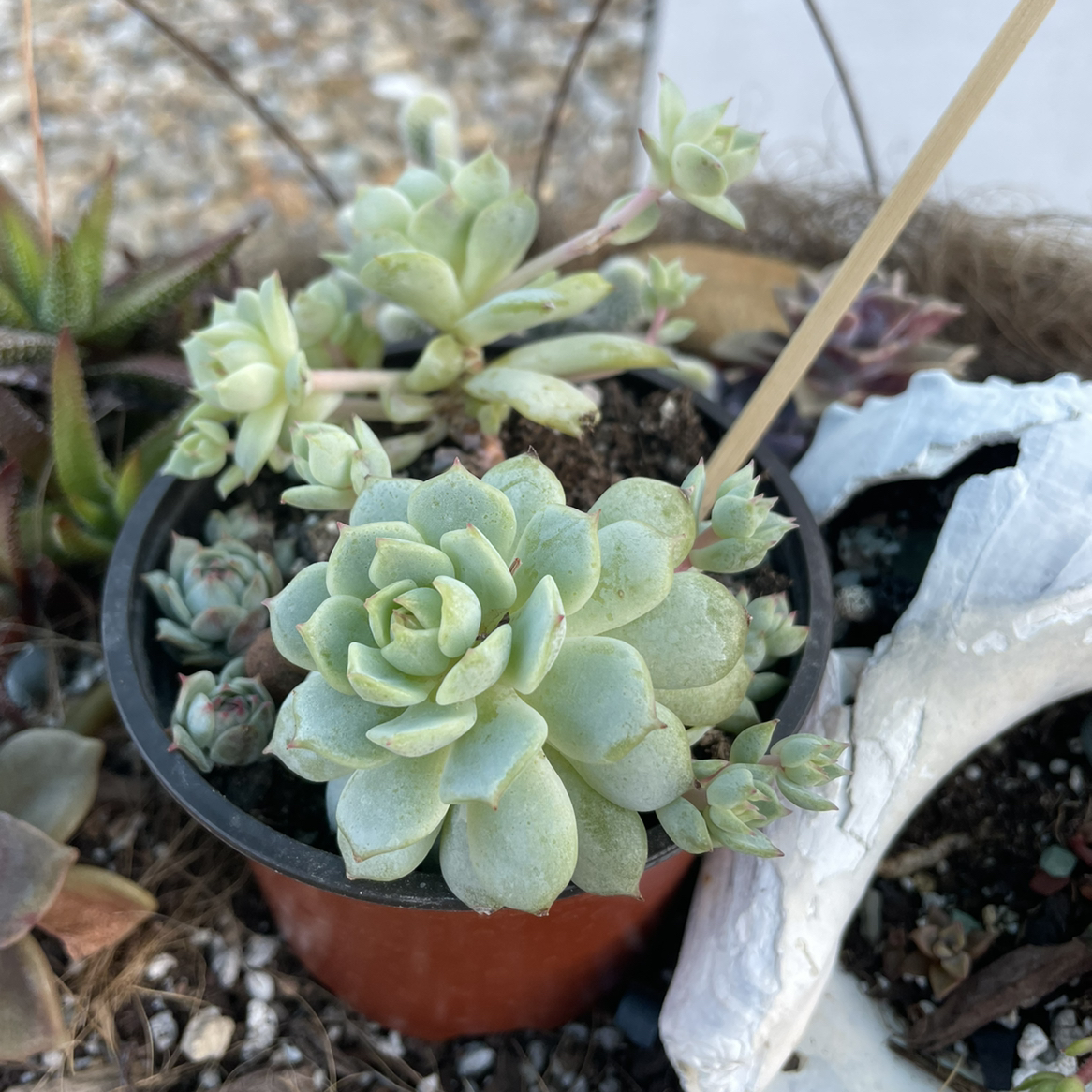 Healthy Painted Lady succulent in a small pot with visible soil.