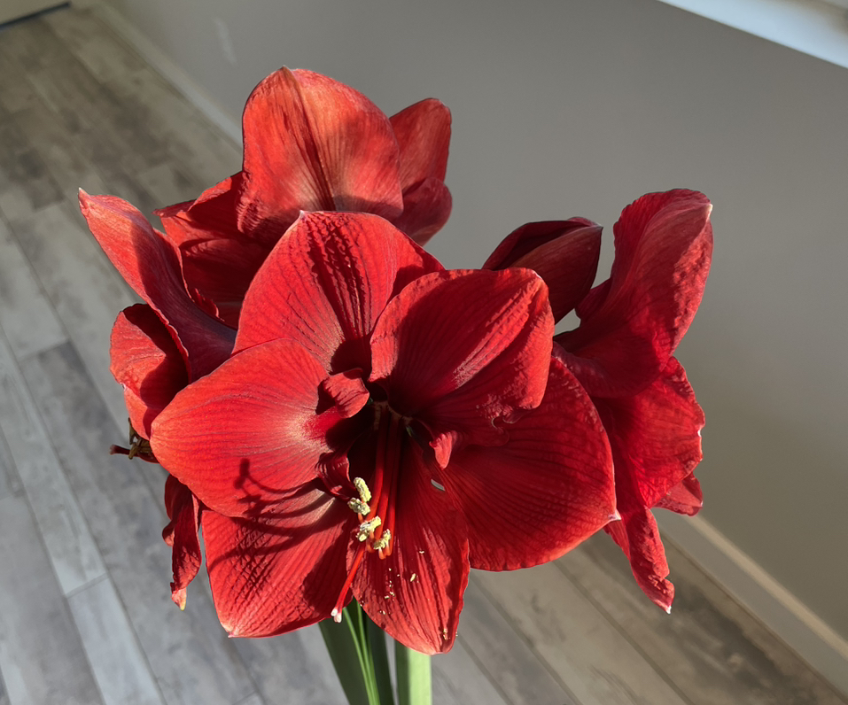 Hippeastrum 'Red Lion' with vibrant red flowers, healthy and well-focused.