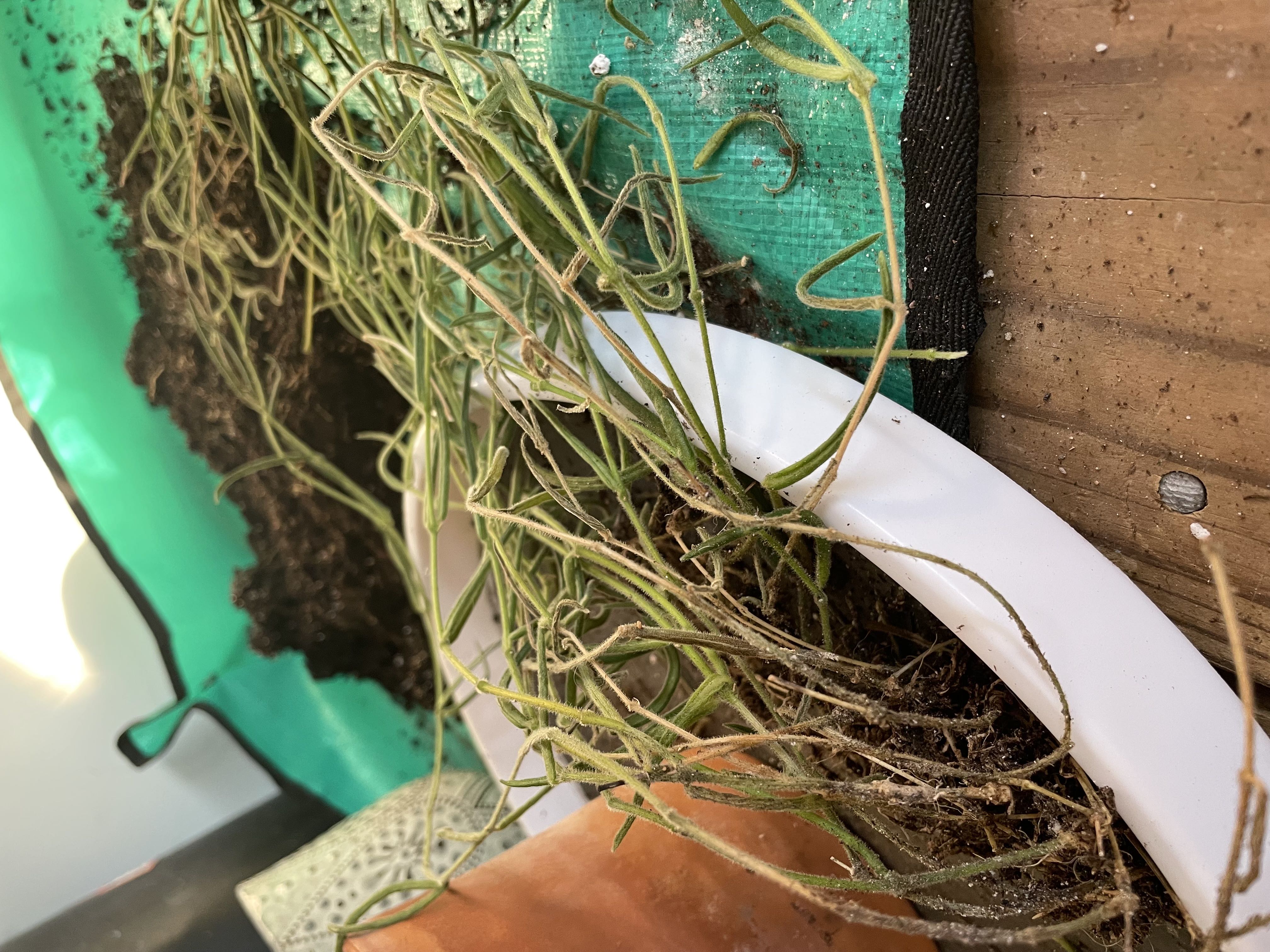Photo from the post