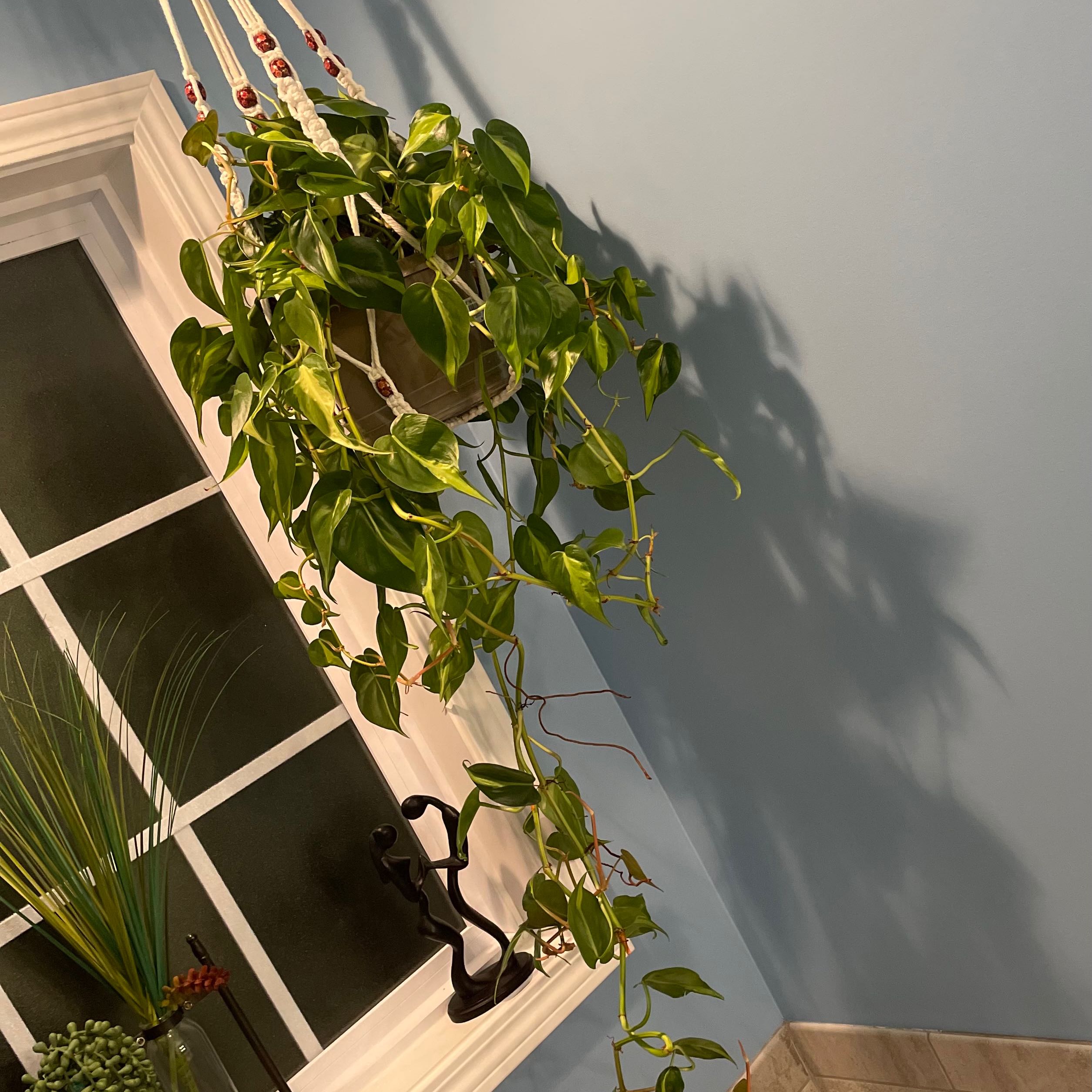 Brazil Philodendron plant hanging near a window, appears healthy with vibrant green leaves.