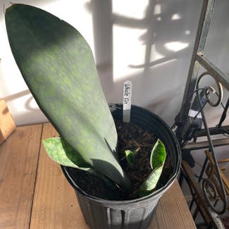 Whale Fin Snake Plant plant in Wilmington, North Carolina