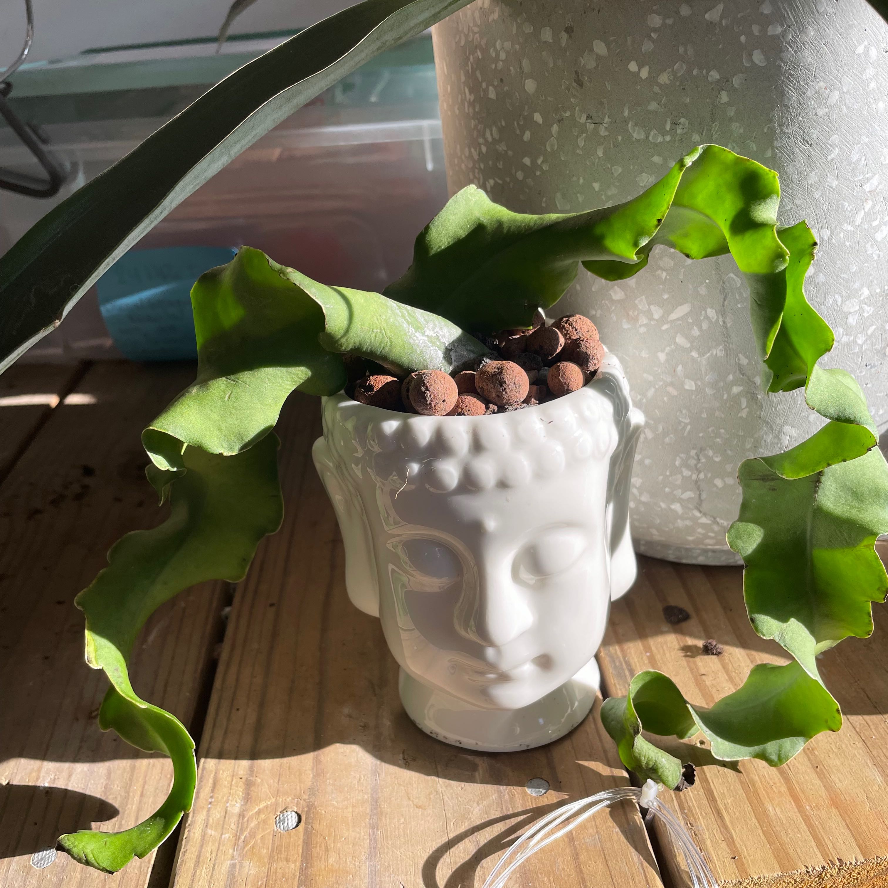 Curly Locks Orchid Cactus in a decorative head-shaped pot with curly green leaves.