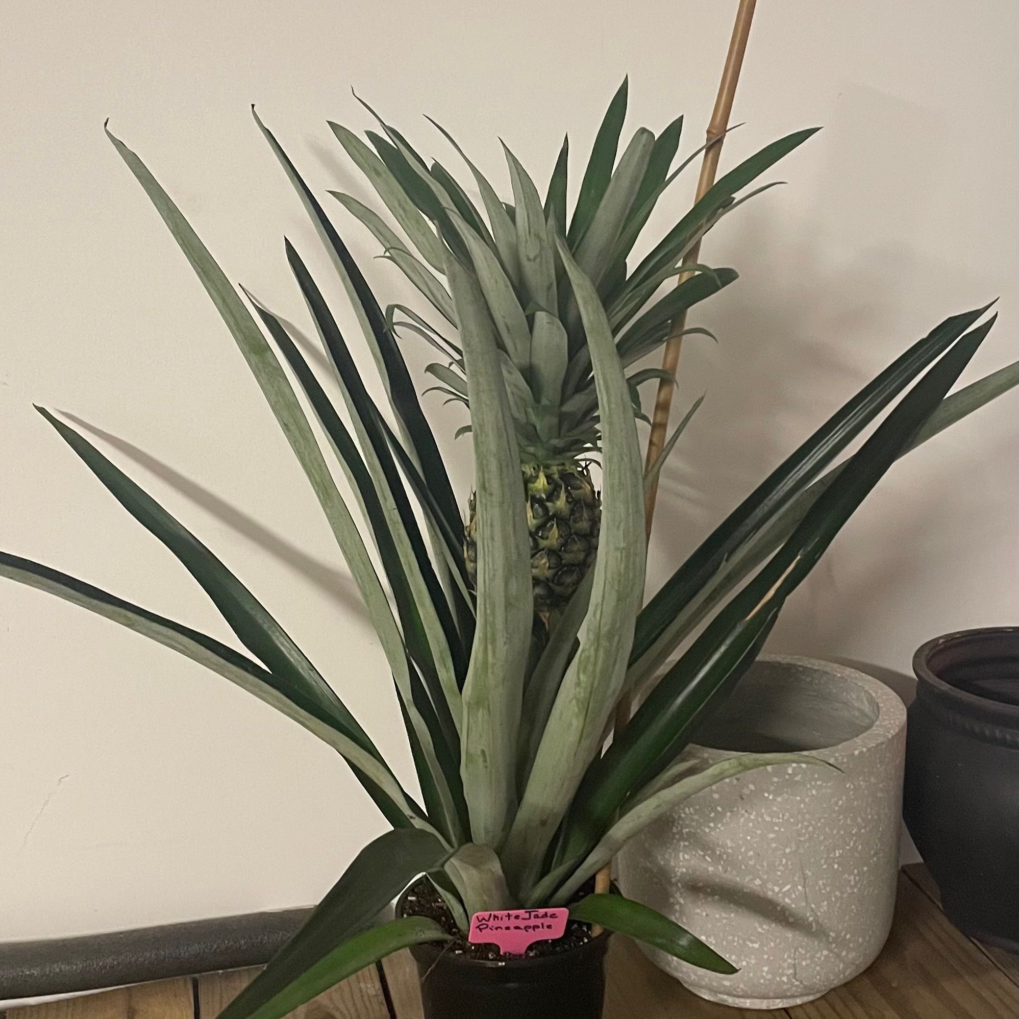 Photo of the plant species White Jade Pineapple by @CalitoCarolina named 7 SW on Greg, the plant care app