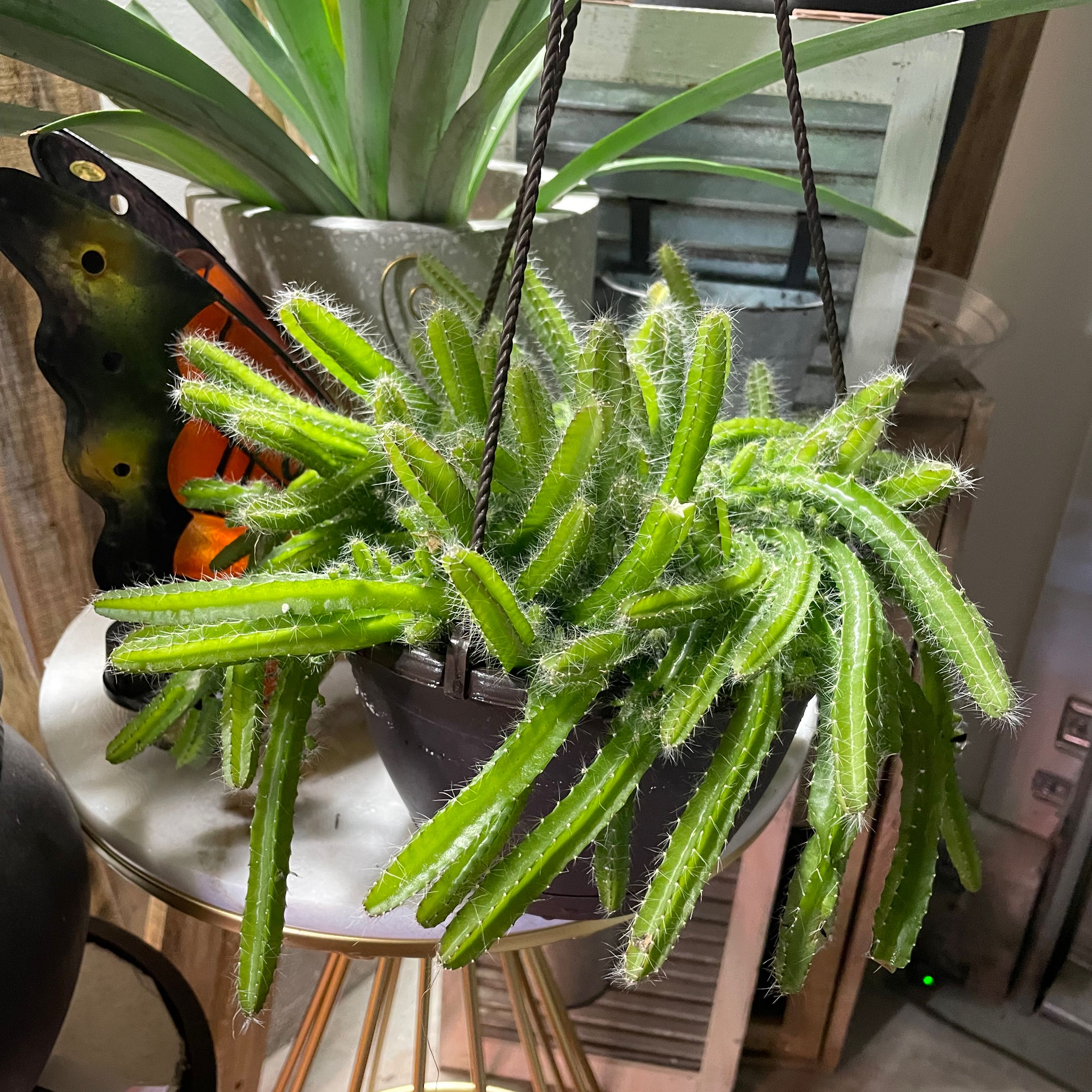 Healthy Dog Tail Cactus in a hanging pot with vibrant green stems.