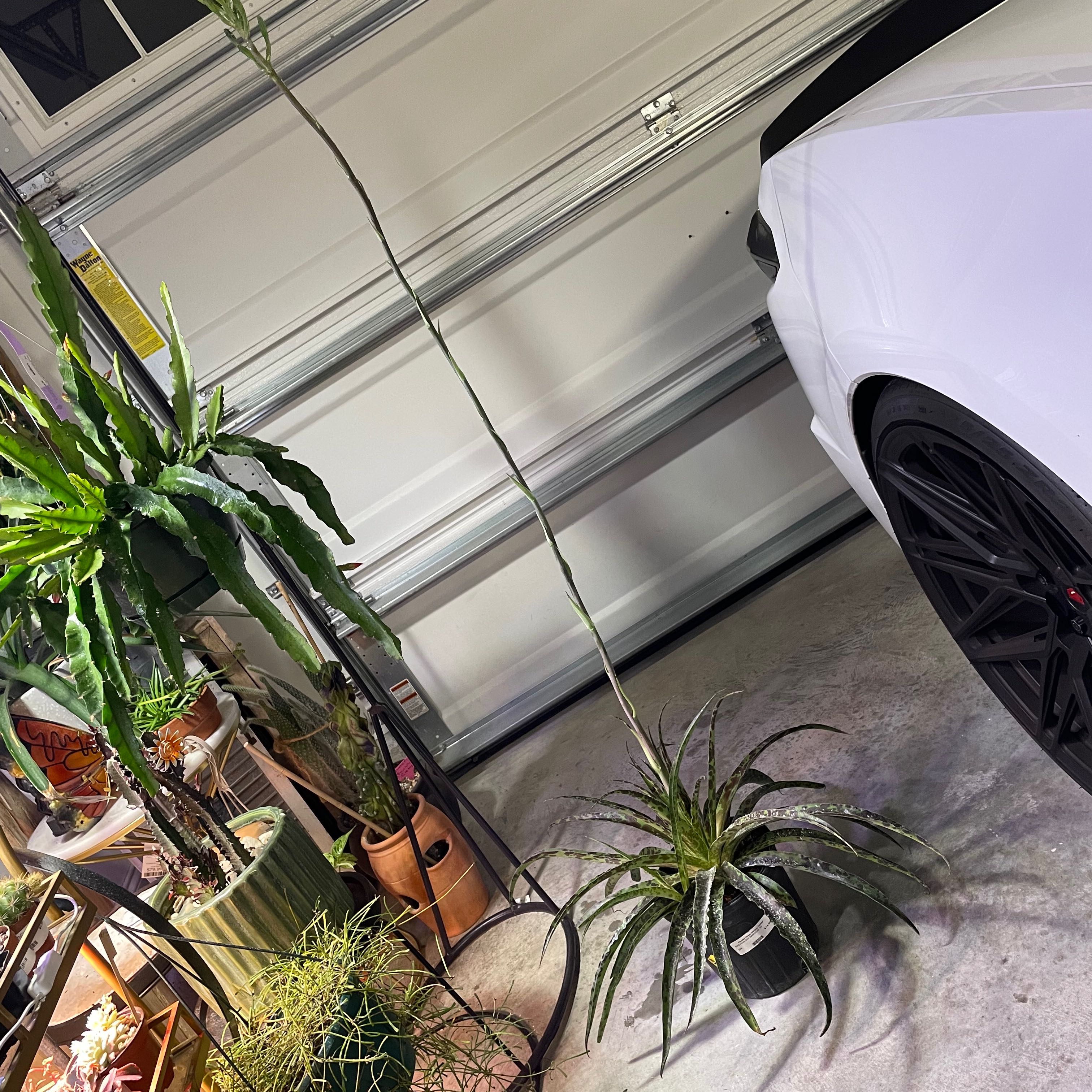 Photo of the plant species Mangave 'Bad Hair Day' by @CalitoCarolina named 6 SWFS12HRS1/2F on Greg, the plant care app