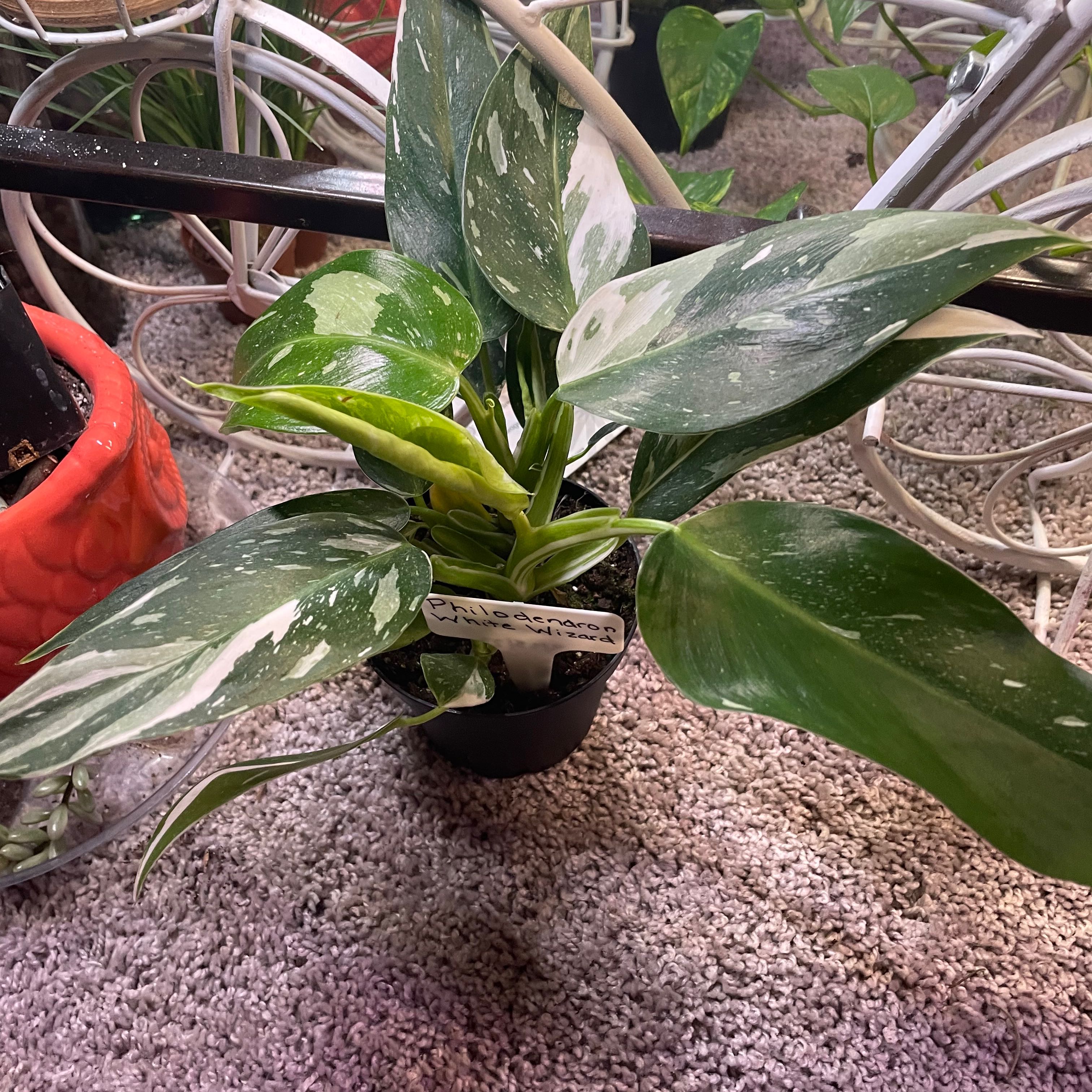 Philodendron 'White Wizard' plant with variegated leaves in a pot on a carpeted floor.