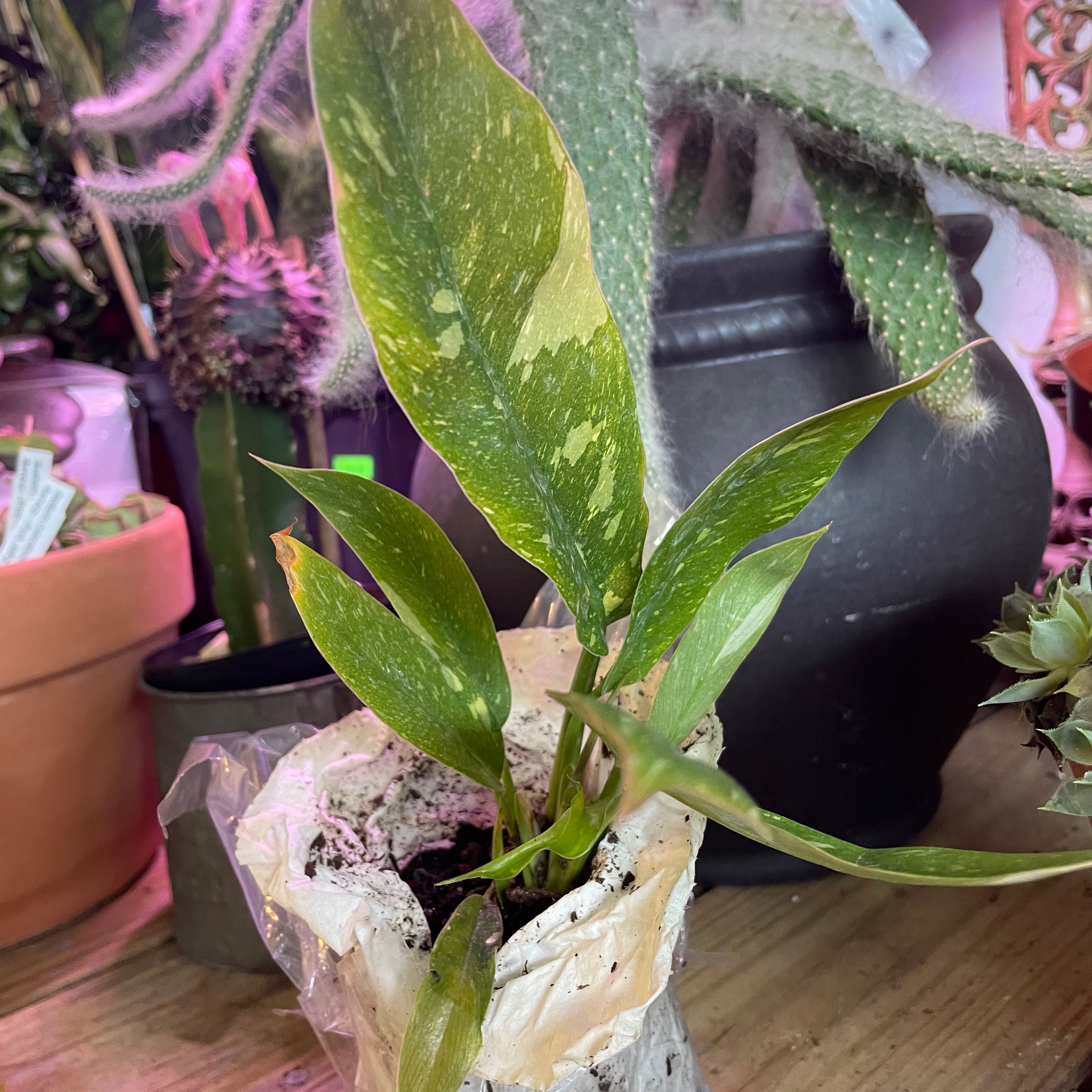 Philodendron 'Ring of Fire' plant with variegated leaves in a pot, visible soil, and other plants in the background.