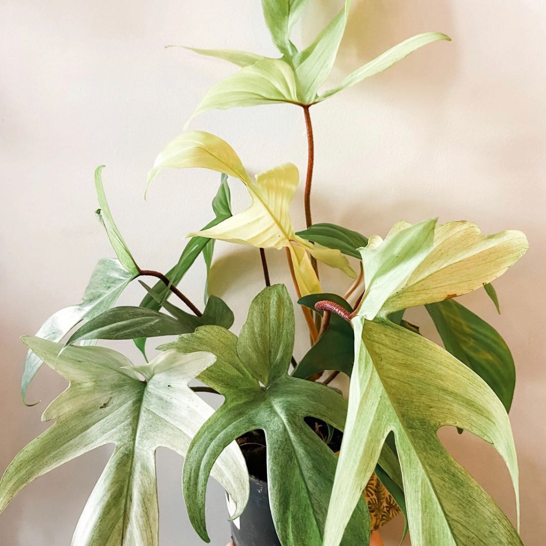 Philodendron 'Florida Ghost' plant with green and white leaves, well-framed and in focus.