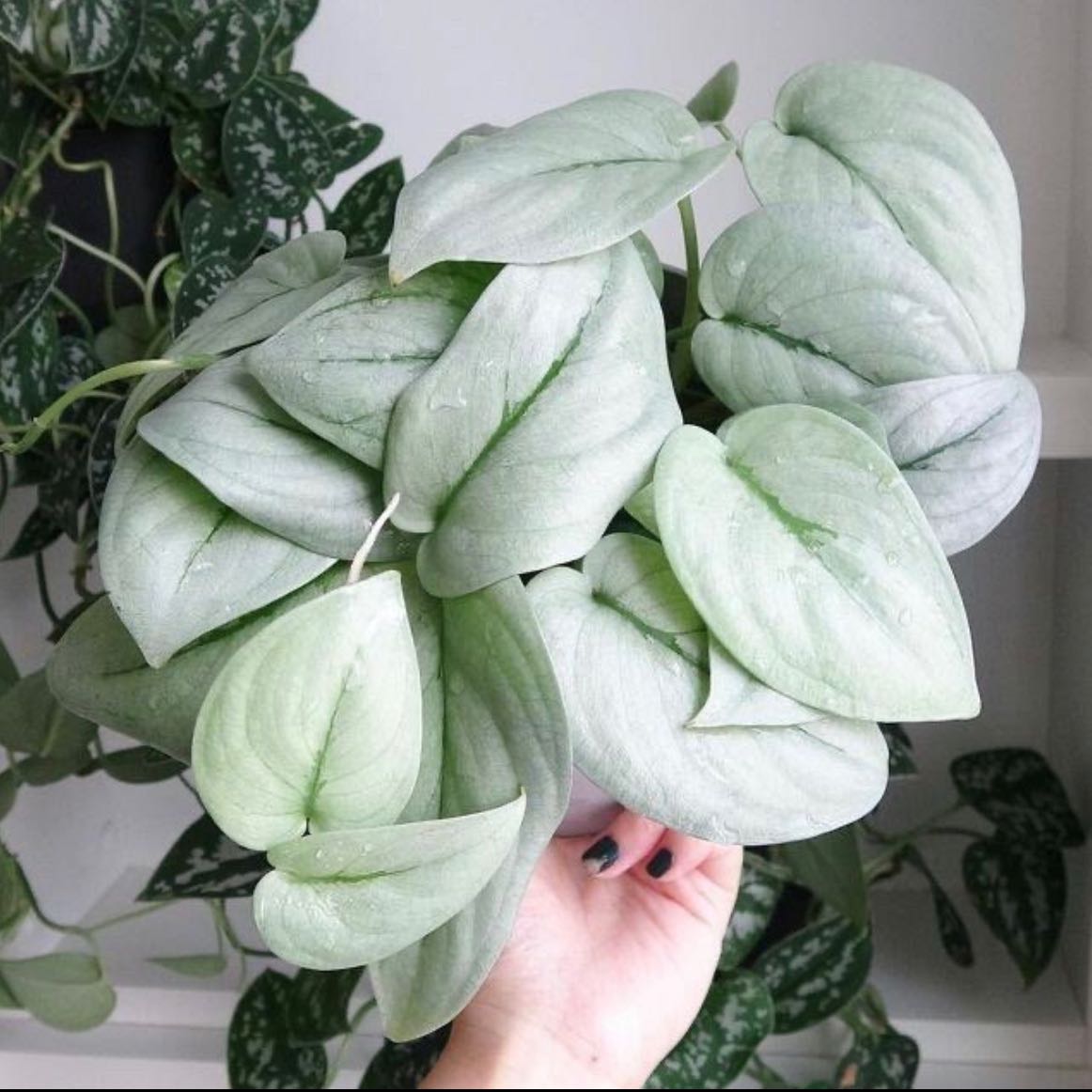 Scindapsus pictus 'Silver Hero' plant with healthy silver-green leaves held by a hand.