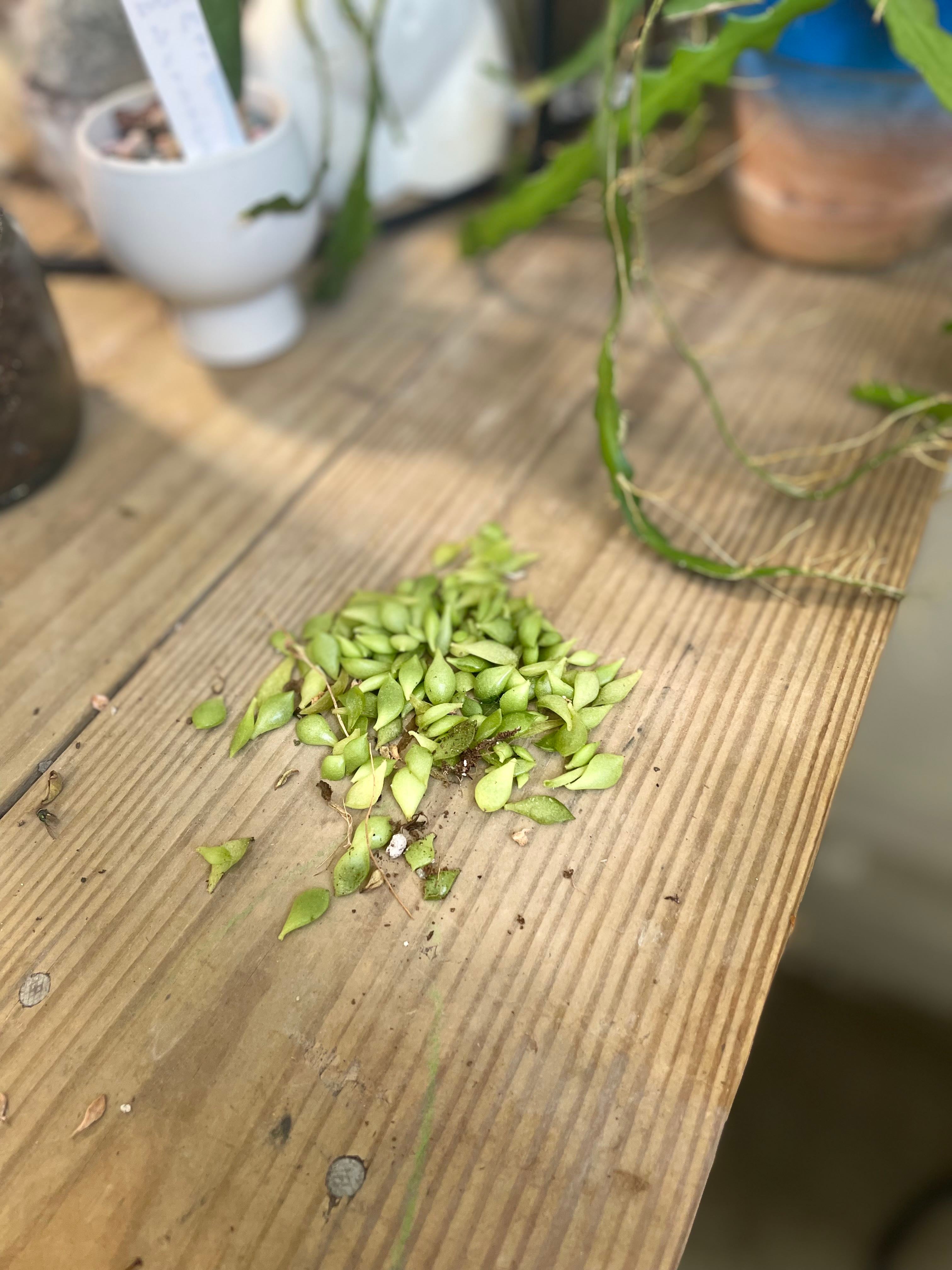 🐻 Why Bear's Paw Is A Perennial Plant