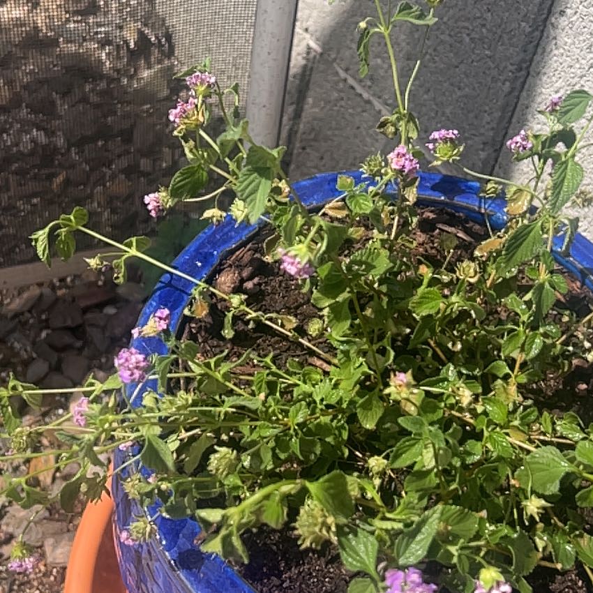 Photo of the plant species Trailing Lantana by @ShamelessPlants named Forrest on Greg, the plant care app