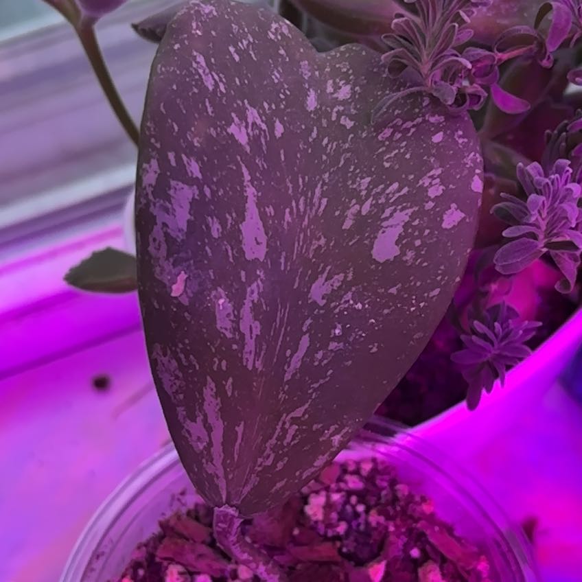 Photo of the plant species Sweetheart plant by @ComicMymumrose named Austen on Greg, the plant care app