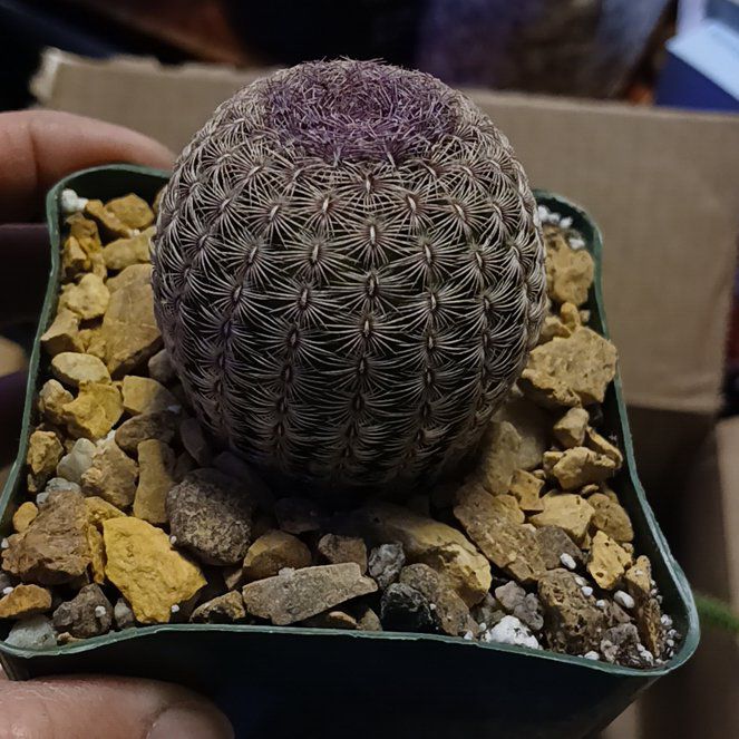 Photo of the plant species Rainbow Hedgehog Cactus 'Rubispinus' by @SnappyRedvein45 named Snuffles on Greg, the plant care app