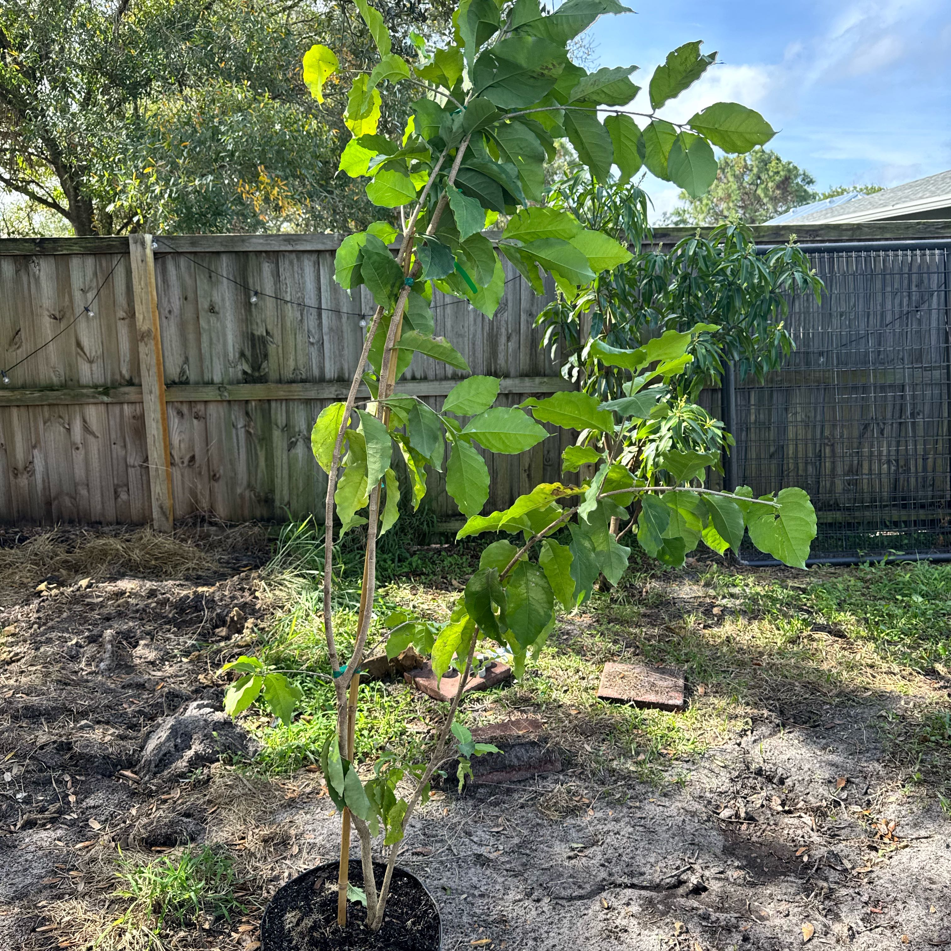 Photo of the plant species Peanut Butter Fruit by @GemWildparsnip named Tupot amaroot on Greg, the plant care app