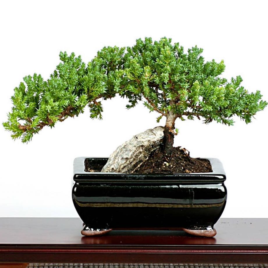 Photo of the plant species Japanese Juniper Bonsi by @ImpishCashew53 named June on Greg, the plant care app