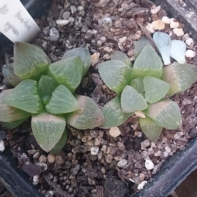 Photo of the plant species Haworthia pygmaea by @Greenagenda named Sherlock on Greg, the plant care app