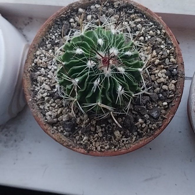 Photo of the plant species Brain Cactus by @Greenagenda named Mega mind on Greg, the plant care app