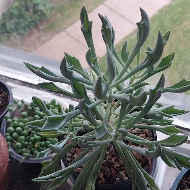 Photo of the plant species Spear Head Senecio by @Greenagenda named Rainier on Greg, the plant care app