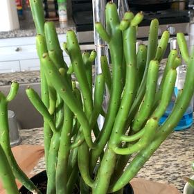 Photo of the plant species Euphorbia leucodendron by @NotableNoni46 named Fred on Greg, the plant care app