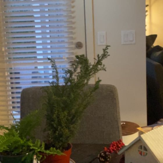 Photo of the plant species White Spruce 'Elf' by @DirectChinotto named Mollie on Greg, the plant care app