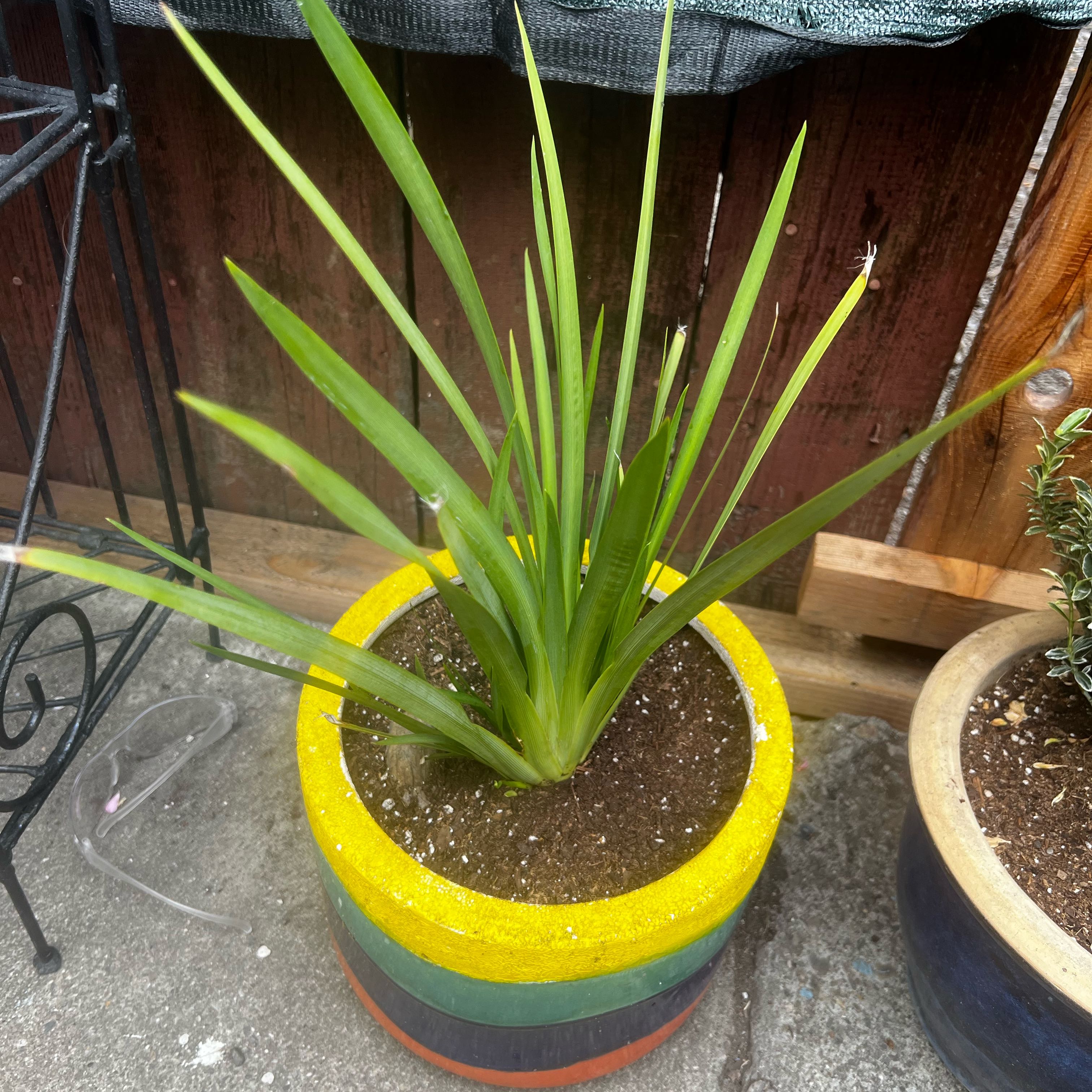 Photo of the plant species Yellow African Iris by @GrownLecanora31 named Morgan Treeman on Greg, the plant care app
