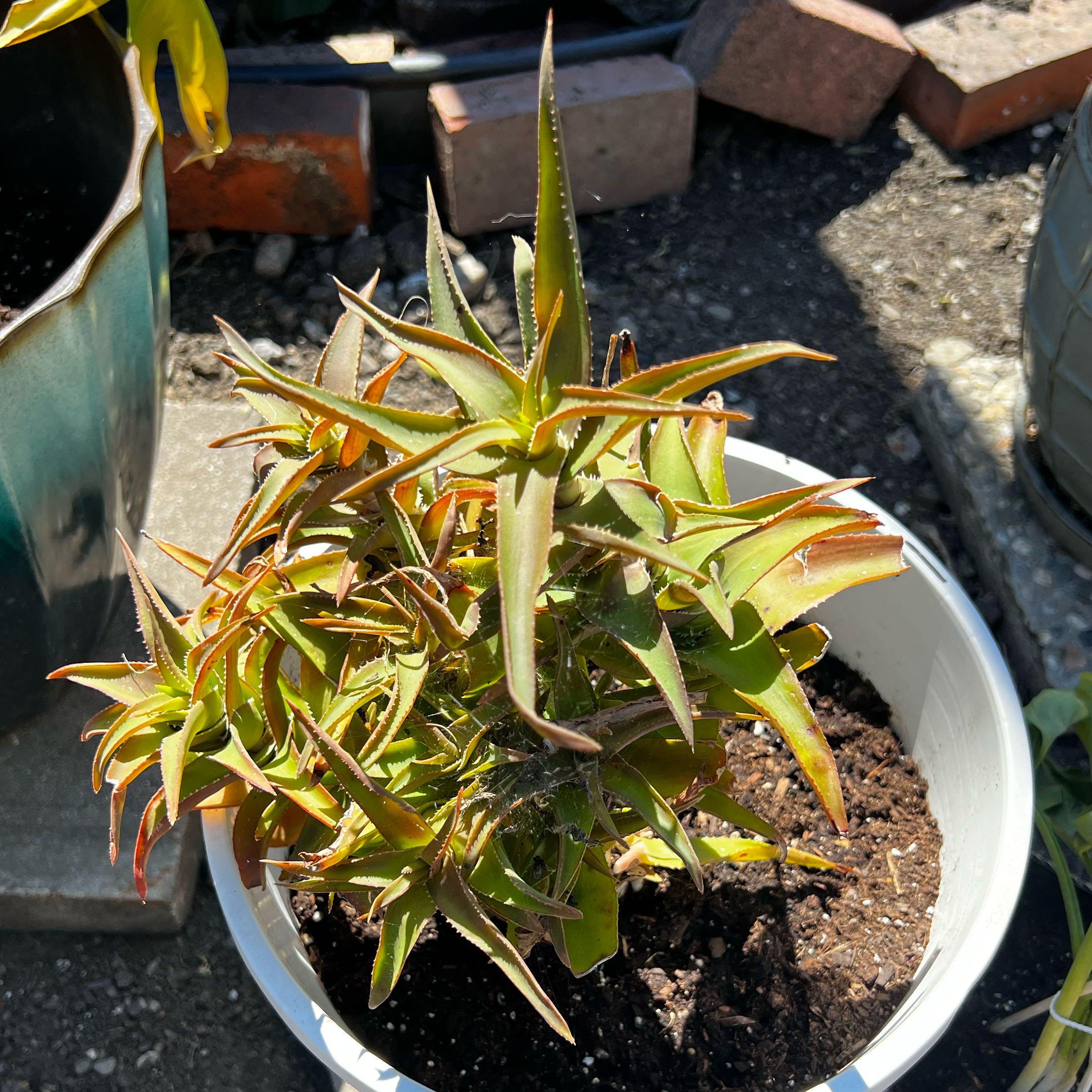Photo of the plant species Sunset Aloe by @GrownLecanora31 named Sunny on Greg, the plant care app