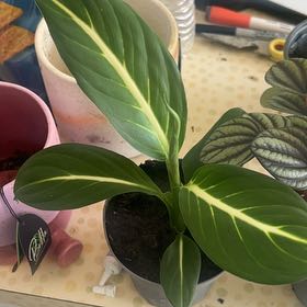 Photo of the plant species Sterling Dieffenbachia by @GrownLecanora31 named Beckham on Greg, the plant care app