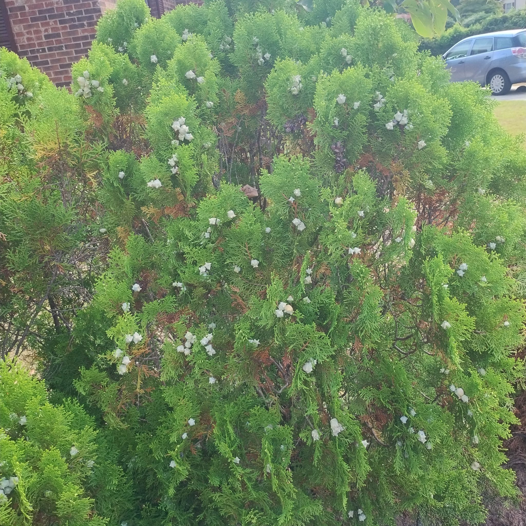 Photo of the plant species Thuja 'Half and Half' by @FunBulrush5 named Kylie on Greg, the plant care app