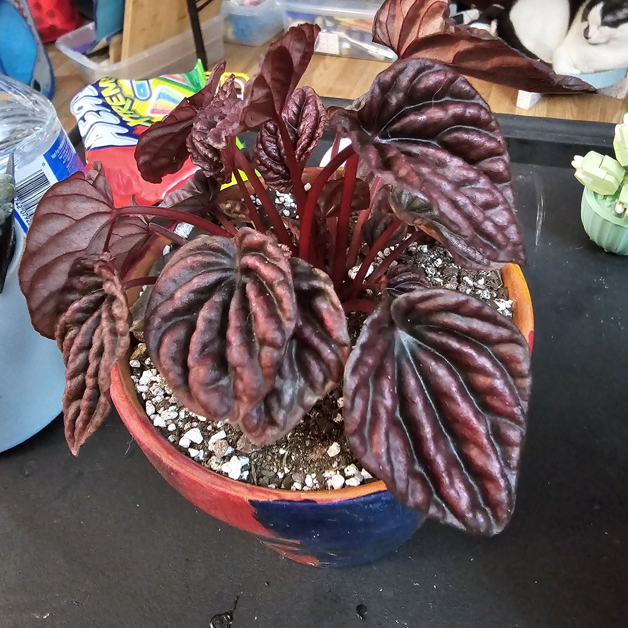 Photo of the plant species Red Ripple Peperomia by @ShipshapeLlavea named Forrest on Greg, the plant care app