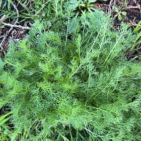 Photo of the plant species Southernwood by @HolyCarrot72 named Gaga on Greg, the plant care app