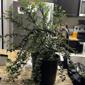 Photo of the plant species Red Elf Escallonia by @HeroRedmint21 named Winky on Greg, the plant care app