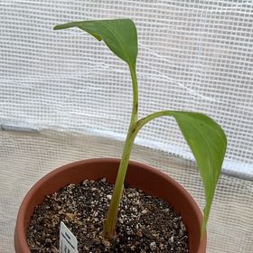 Plant care for Abyssinian Banana on Greg, the plant care app