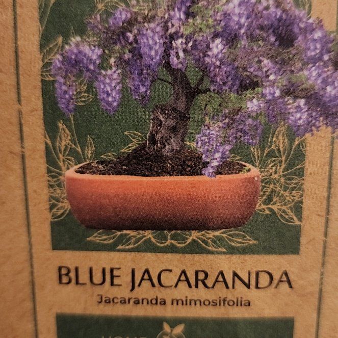 Photo of the plant species Bonsai Blue Jacaranda by @LordClusia43 named Harmony on Greg, the plant care app