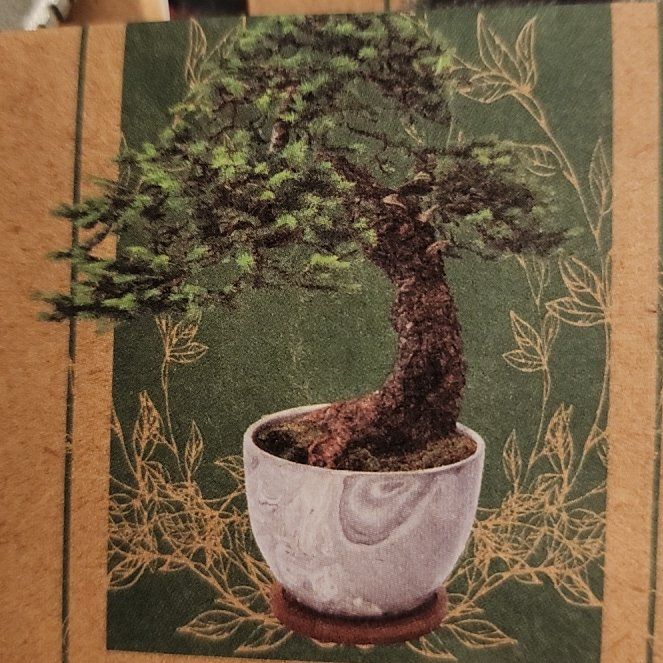 Photo of the plant species Norway Spruce by @LordClusia43 named Harry on Greg, the plant care app