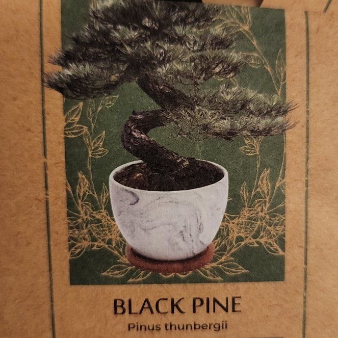 Photo of the plant species Japanese Black Pine 'Iwai' by @LordClusia43 named Queen on Greg, the plant care app