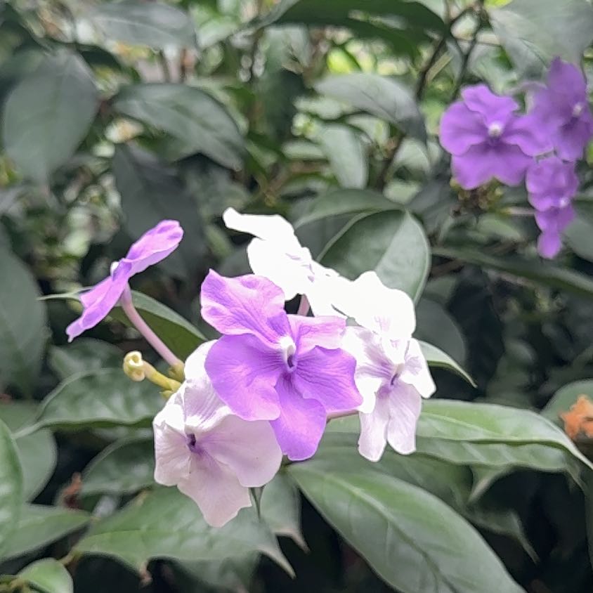 Photo of the plant species Brazil Raintree by @HunkyPeacelilly named Sol on Greg, the plant care app