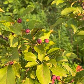 Photo of the plant species Serviceberry by @FairTamarind35 named Ronaldo on Greg, the plant care app