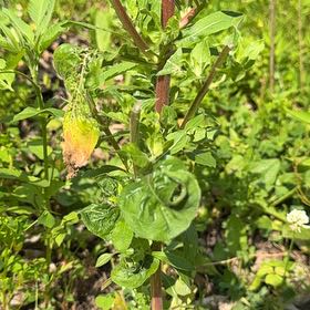 Photo of the plant species Redsepal Evening Primrose by @FairTamarind35 named Darwin on Greg, the plant care app