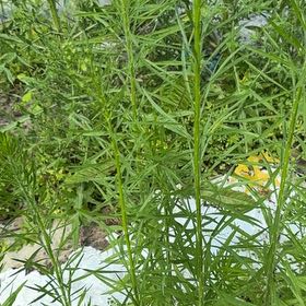 Photo of the plant species Butter and Eggs by @FairTamarind35 named Muhammad Ali on Greg, the plant care app