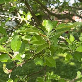 Photo of the plant species Apple by @FairTamarind35 named Fernie Mac on Greg, the plant care app