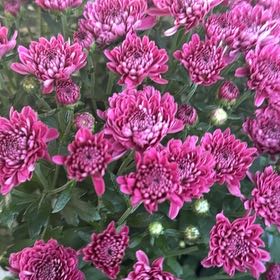 Photo of the plant species Chrysanthemum 'Yobeth' by @SirMugwort89 named Sproutacus on Greg, the plant care app