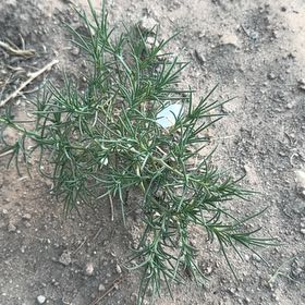 Photo of the plant species Prickly Russian Thistle by @SirMugwort89 named Harmony on Greg, the plant care app