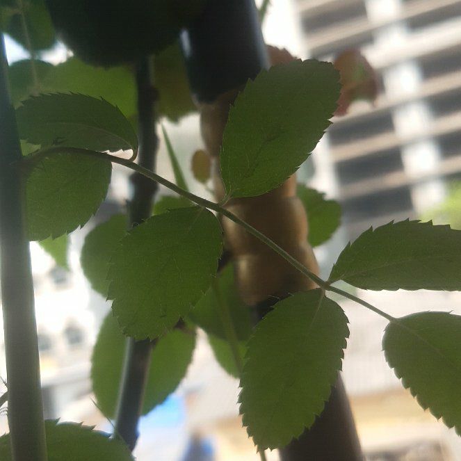 Photo of the plant species Rosa Gymnocarpa by @NeatLizardstail named Sahara on Greg, the plant care app