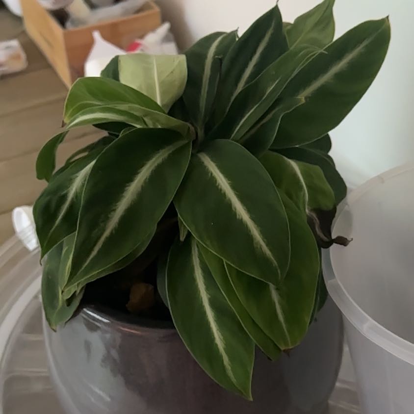 Photo of the plant species Silver Streak Peace Lily by @DaringSkunkvine named Demi on Greg, the plant care app