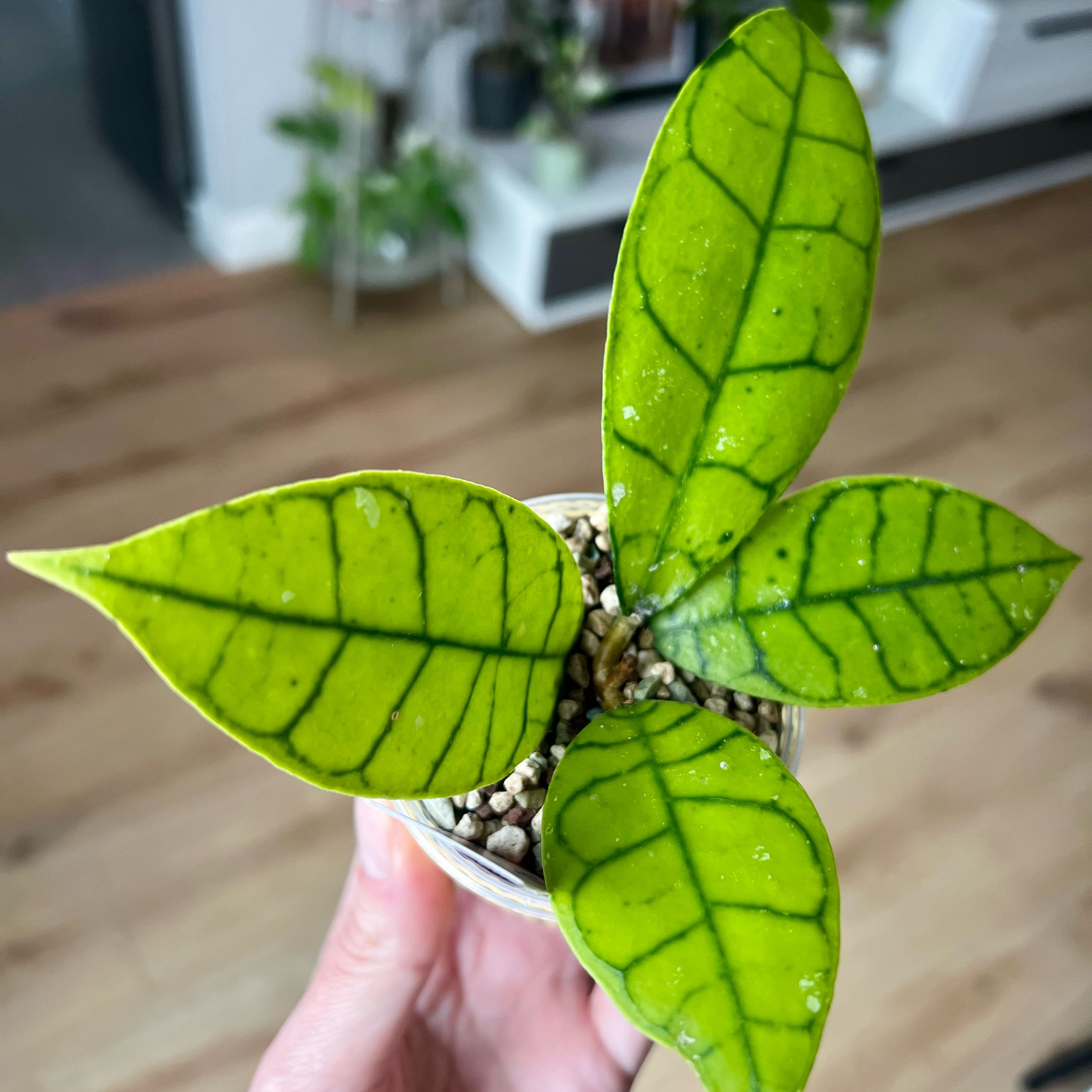 Photo of the plant species Hoya 'Callistophylla' by @Rachelgreen named Terra on Greg, the plant care app