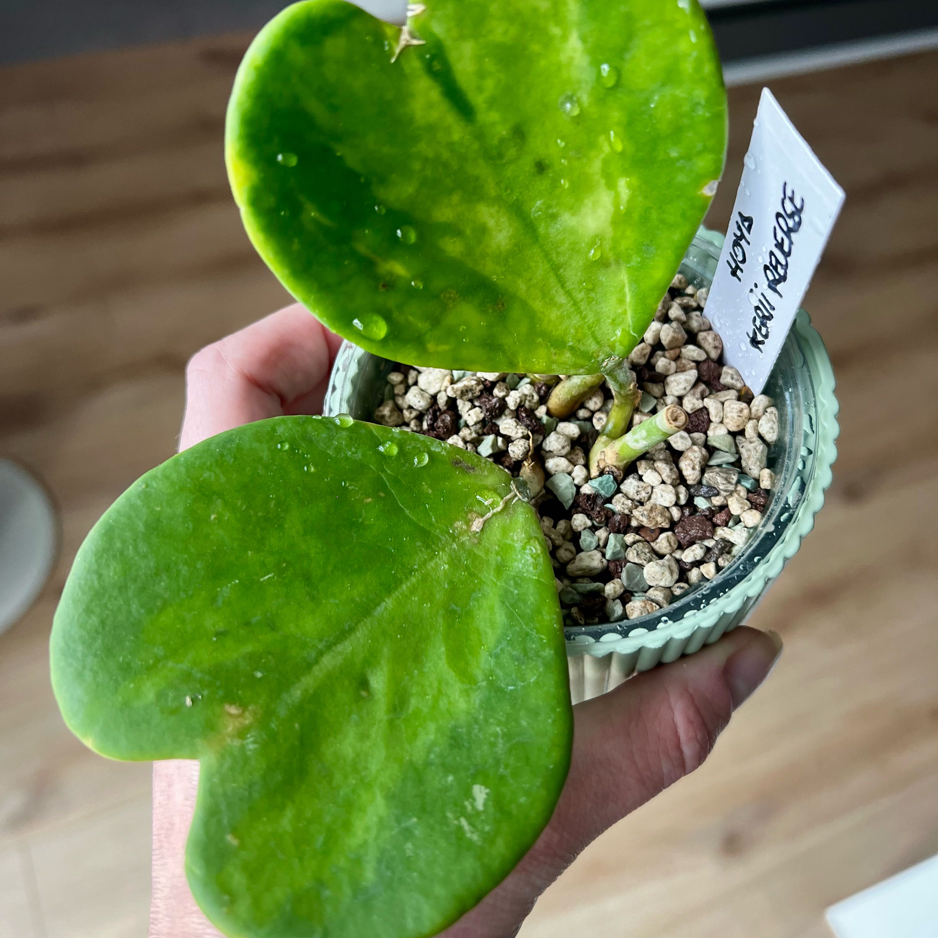 Photo of the plant species reverse variegataed hoya kerri by @Rachelgreen named Stella on Greg, the plant care app