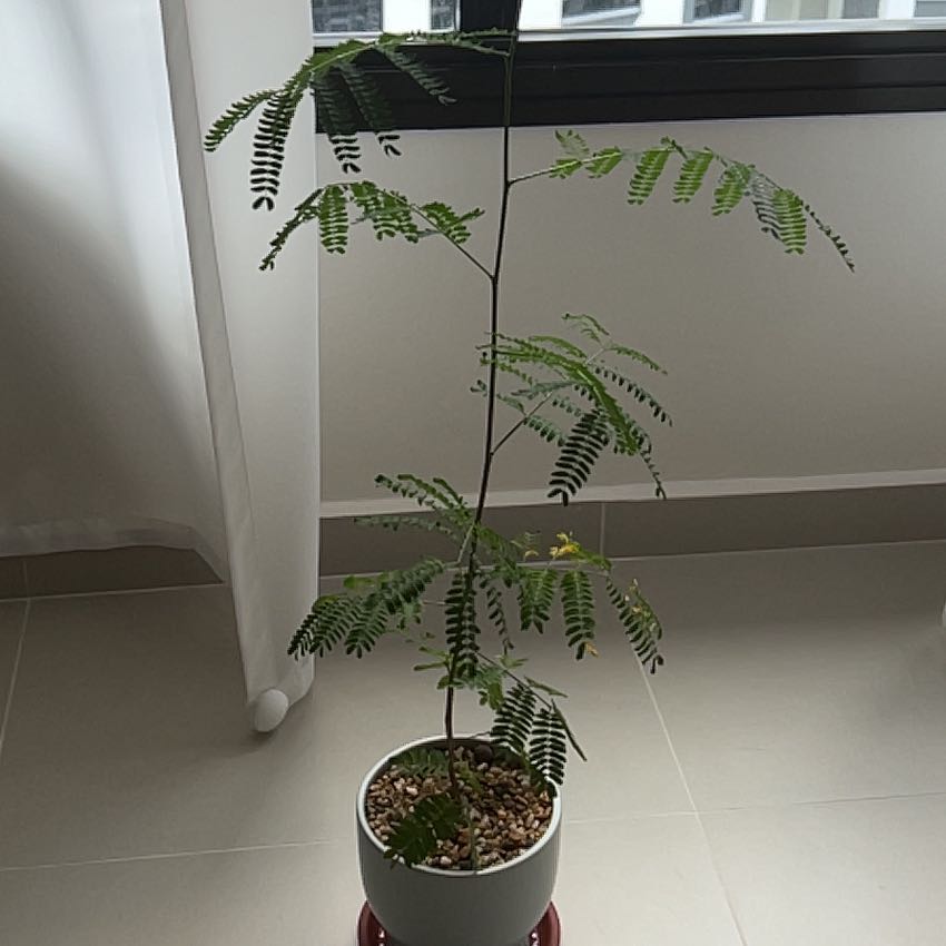 Photo of the plant species Bitter Bean by @SportivePapaya named Messi on Greg, the plant care app