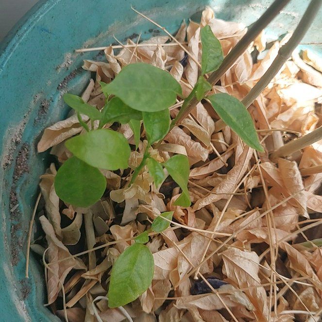 Photo of the plant species Sweet Granadilla by @MaturingChaya35 named Passionate Fruit on Greg, the plant care app