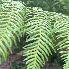 Photo of the plant species Australian Tree Fern by @RulerHilobeauty named Aria on Greg, the plant care app